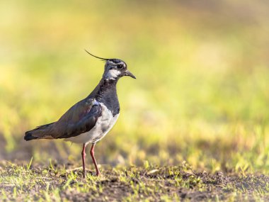 Çayırda duran Kuzey Lapwing