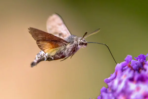 Kolibri Falkenfalter — Stockfoto