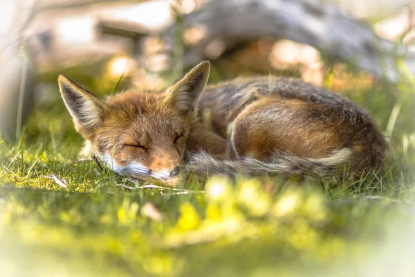 Rotfuchs schläft im Schatten — Stockfoto