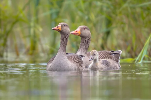 Familia de ganso de Greylag — Foto de Stock