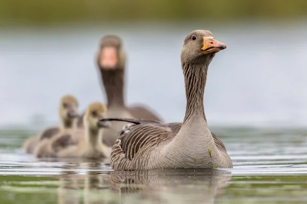 Familia de ganso de Greylag — Foto de Stock