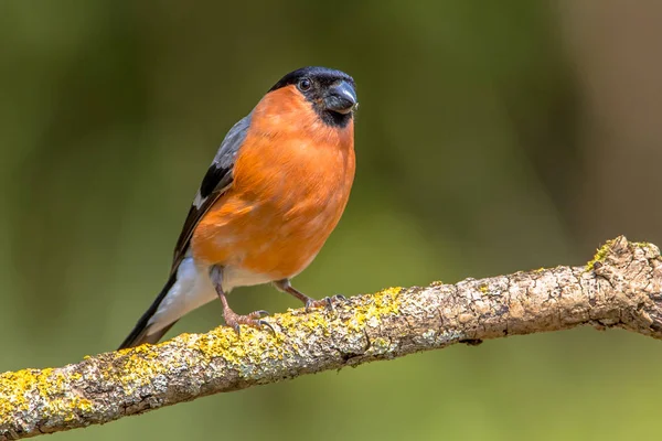 Eurasian bullfinch male — Stock Photo, Image