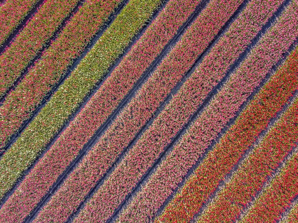 Havadan görünümü Lale alan 