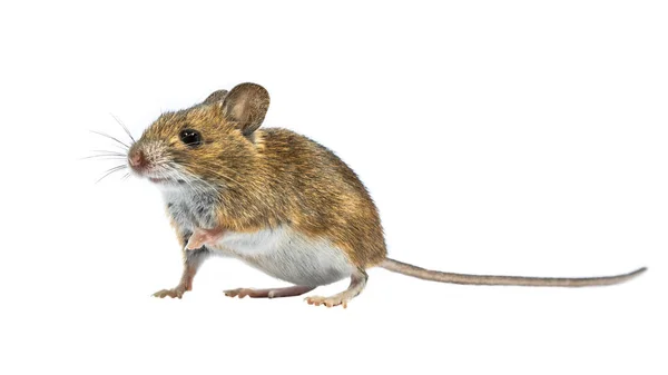 Carino mouse isolato su sfondo bianco — Foto Stock