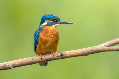 Avrupa kingfisher renkli arka plan ile şube tünemiş