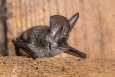 Grey long eared bat clipart