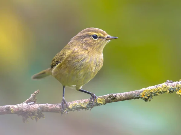 Jardin de lumière arrière rouge robin — Photo