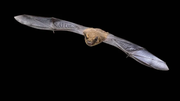 Vliegende pipistrelle vleermuis geïsoleerd op zwarte achtergrond — Stockfoto
