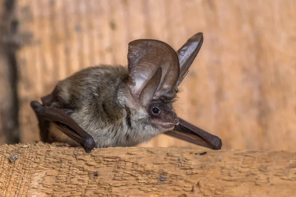 Morcego longo cinzento — Fotografia de Stock