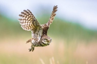 Little Owl flying on blurred background clipart