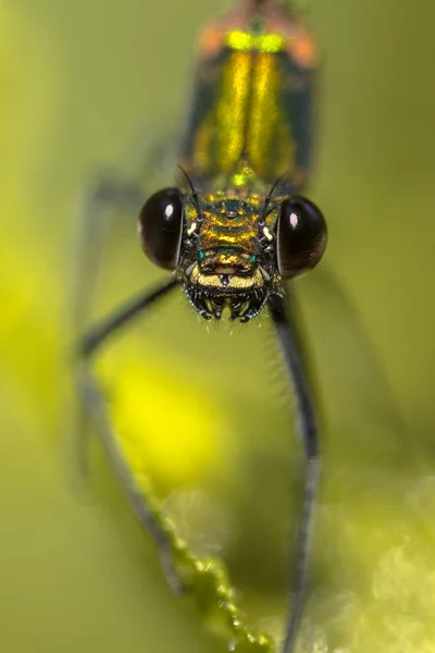 Retrato frontal de libélula fêmea de demoiselle de cobre — Fotografia de Stock