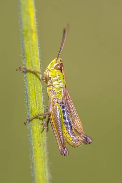 Water meadow grasshopper — Stock Photo, Image