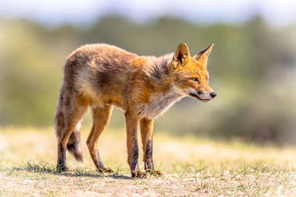 Red Fox в яркой естественной среде обитания — стоковое фото