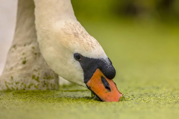 Cisne mudo comiendo hierba de pato — Foto de Stock