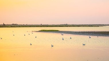 Camarque kuşlar ile renkli lagünler