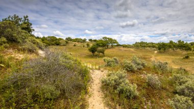 Kumul bitki örtüsü manzara