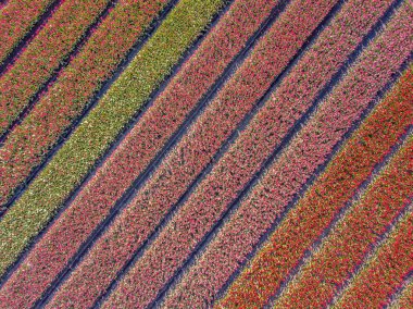 Havadan görünümü Lale alan 