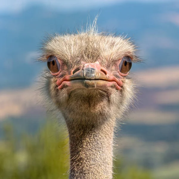 Head of an Ostrich frontal view — Stock Photo, Image