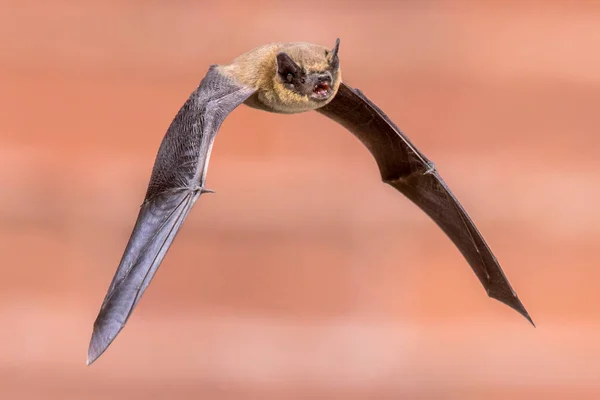 Flying Pipistrelle bat isolated on brick wall — Stock Photo, Image