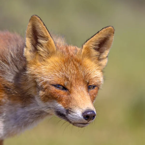 Ładny portret Red Fox — Zdjęcie stockowe