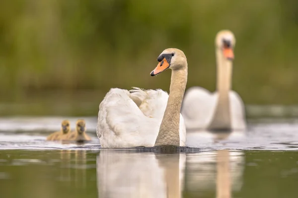 Familia del cisne mudo — Foto de Stock