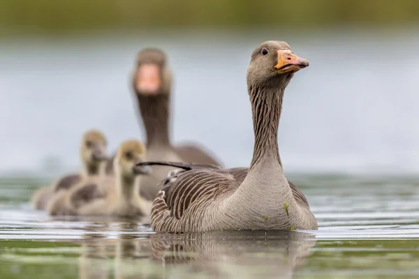 Greylag ガチョウ家族 — ストック写真