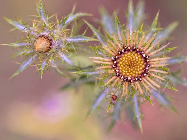 Художественная сцена Thistle flower — стоковое фото