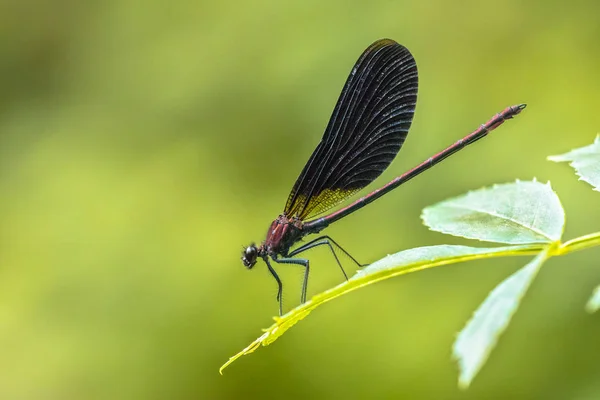 Koper demoiselle mannelijke Dragonfly — Stockfoto