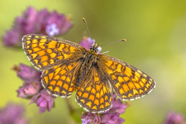 Louka fritillary motýl — Stock fotografie
