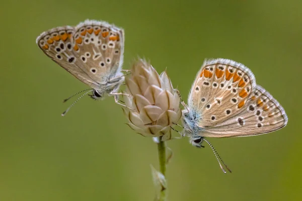 Due farfalla blu comune — Foto Stock