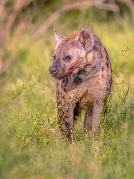 Čističe hyeny — Stock fotografie