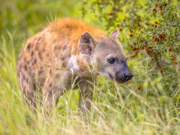 Spotted Hyena scavenger — Stock Photo, Image