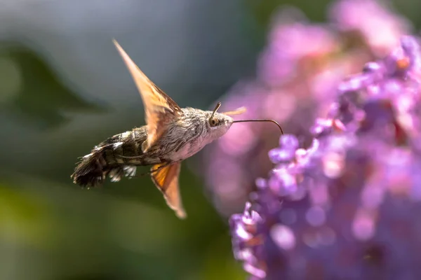 हमिंगबर्ड हॉक मठ फुलपाखरू — स्टॉक फोटो, इमेज