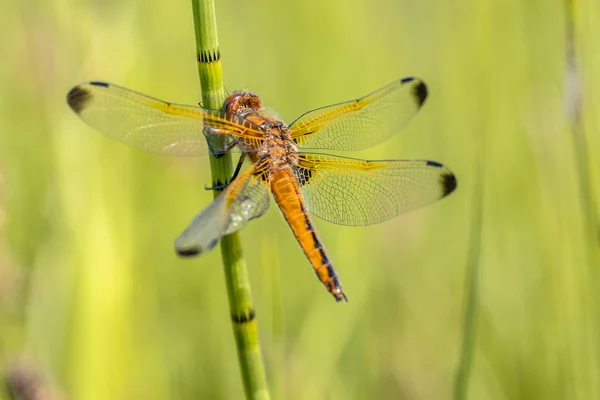 Scarce chaser dragonfly — Stock Photo, Image