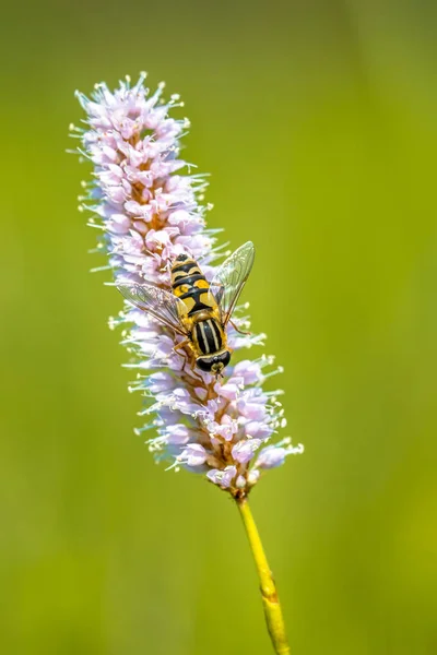 Snakeweed con mosca voladora — Foto de Stock
