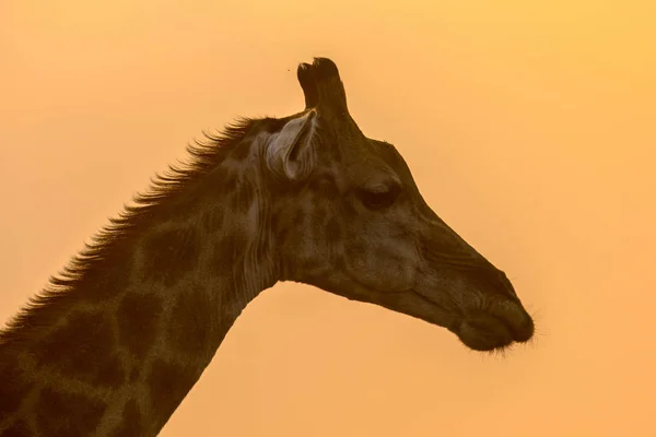 Girafa cabeça silhueta em luz laranja da tarde — Fotografia de Stock