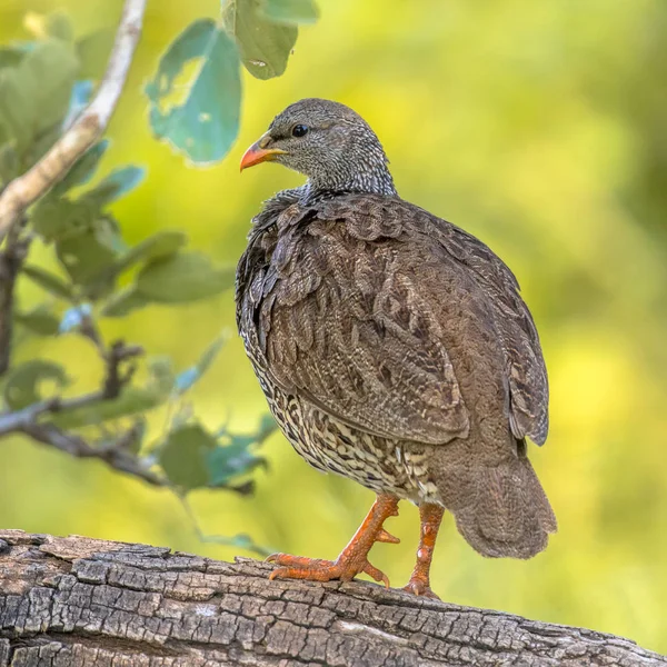 Natal Spurfowl on branch — Stock Photo, Image