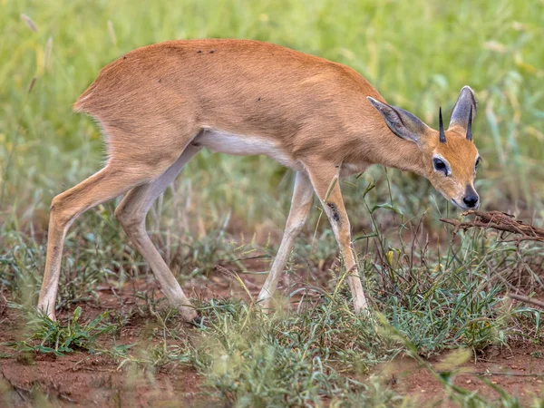 Steenbok em savana verde — Fotografia de Stock