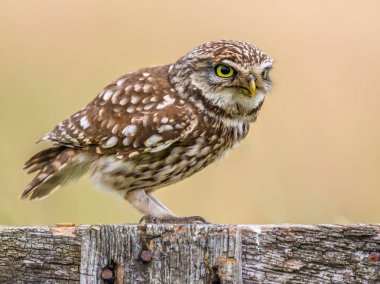 Küçük Baykuş kütük tünemiş