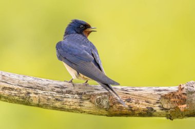 Kırlangıcı parlak yeşil arka plan