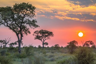 Savanna düz üzerinde Afrika güneş