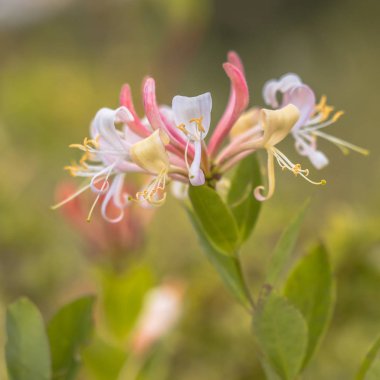 Perfoliate hanımeli doğal yaşam alanı
