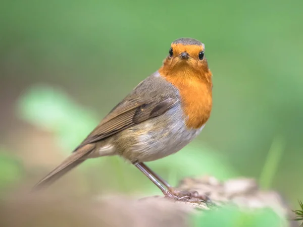 Red robin in bright garden — Stock Photo, Image