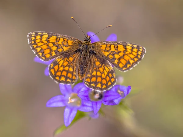Weide parelmoervlinder vlinder — Stockfoto