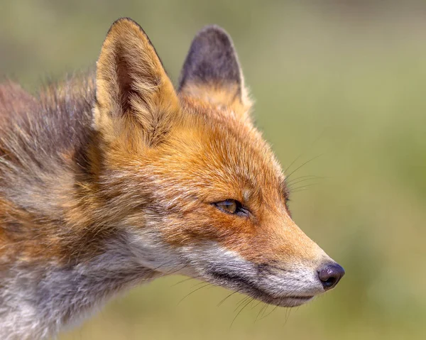 Rojo Fox Alerta retrato — Foto de Stock