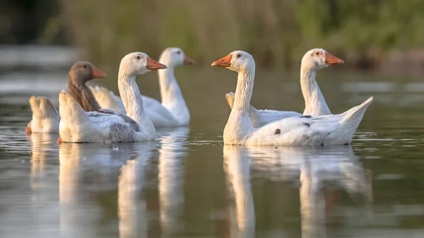 Grupo de gansos blancos de alerta — Foto de Stock