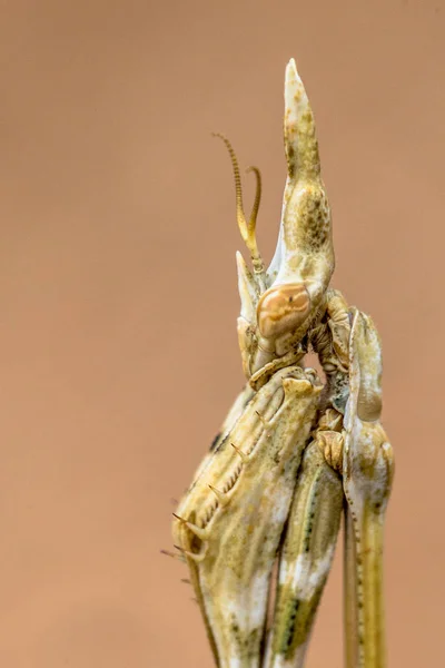 Retrato de la mantis religiosa Conehead — Foto de Stock