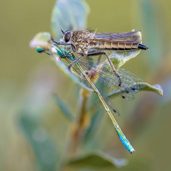 Ladrón vuela con presa de mosca —  Fotos de Stock