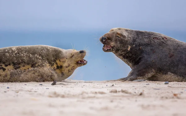 Fighting Grey seals on beach — Stock Photo, Image