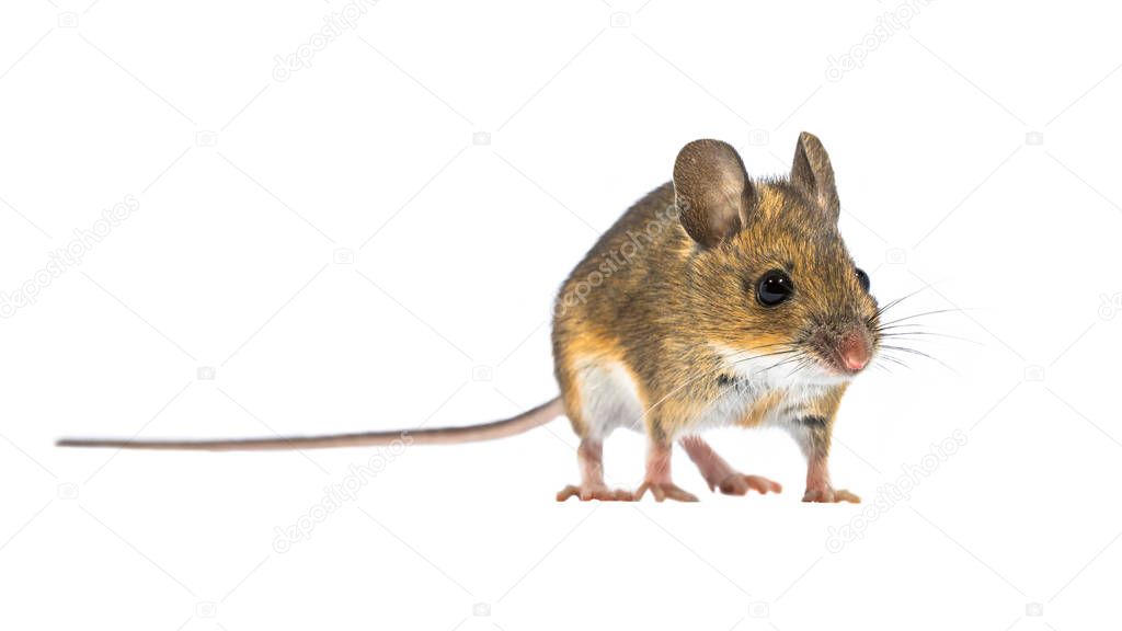 Charming Cute mouse isolated on white background